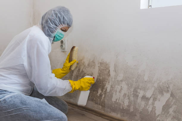 Best Crawl Space Mold Remediation in Butler, GA