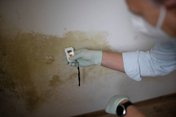 Best Residential Mold Remediation in Butler, GA